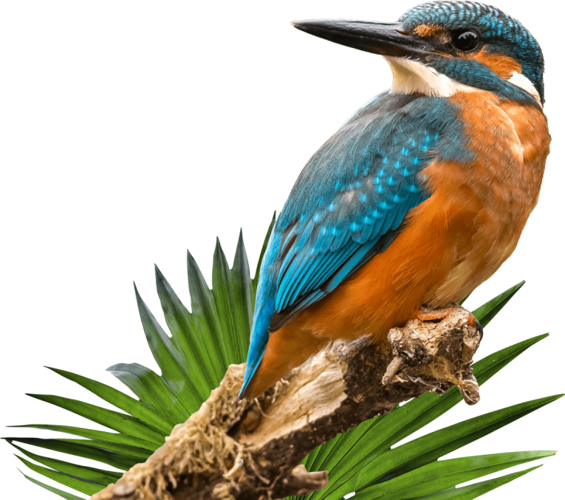 Bird slide | itvibes Digital Marketing Agency in Houston Helping Your Business Soar