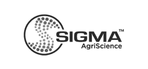 Sigma | itvibes